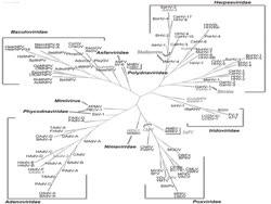  Whole genome molecular phylogeny of large dsDNA viruses using composition vector method