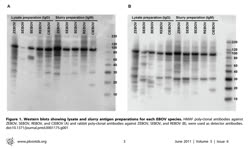  Serologic Cross-Reactivity of Human IgM and IgG
