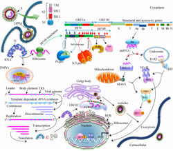  Molecular aspects of MERS-CoV