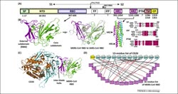  Bat-to-human: spike features determining host jump of coronaviruses SARS-CoV, MERS-CoV, and beyond