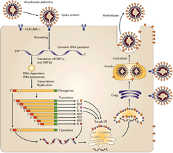  Coronavirus replication