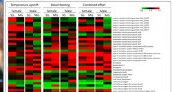  Virulence genes of Rickettsia rickettsii are differentially modulated by   upshift or blood-feeding in tick midgut and salivary glands