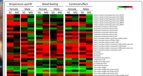 https://www.researchgate.net/publication/303905806_Virulence_genes_of_Rickettsia_rickettsii_are_differentially_modulated_by_either_temperature_upshift_or_blood-feeding_in_tick_midgut_