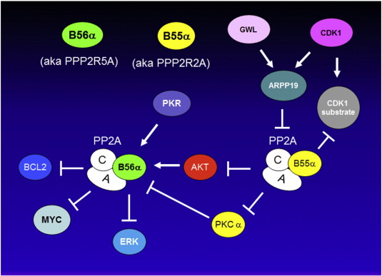 https://www.sciencedirect.com/science/article/pii/S2214647416300320