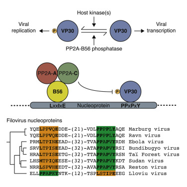 https://www.ncbi.nlm.nih.gov/pubmed/29290611