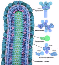  Genomic surveillance elucidates Ebola virus origin and transmission during the 2014 outbreak