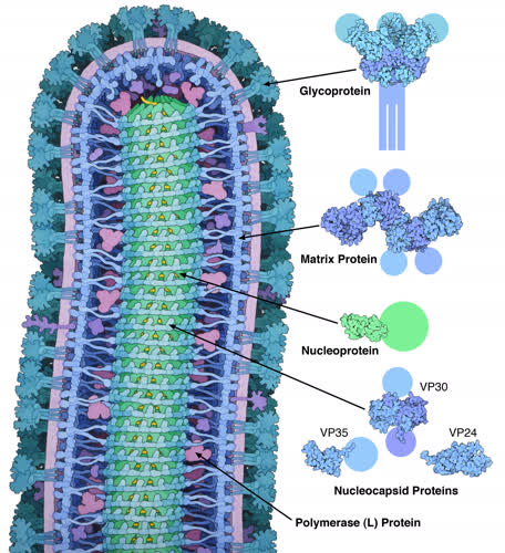 https://www.ncbi.nlm.nih.gov/pmc/articles/PMC4431643