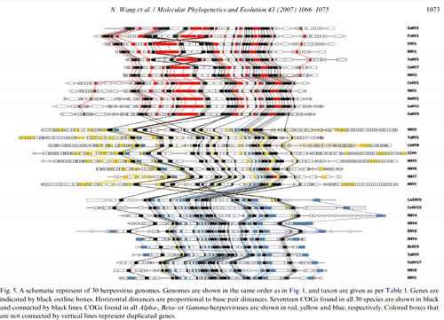 Evolutionary drift in virus genome per Wang et al 2007