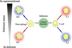  History and examples of selenium use in fighting  disease.