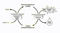  Keshen Disease and the analogous role of Selenium