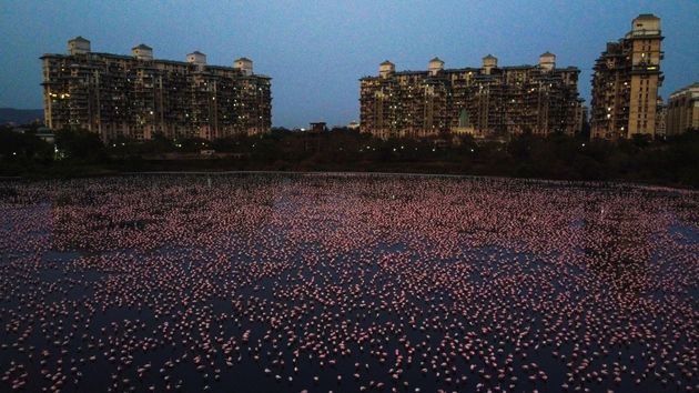 The Bombay Natural History Society estimates that about 150,000 flamingos have migrated to Mumbai, India, this year.