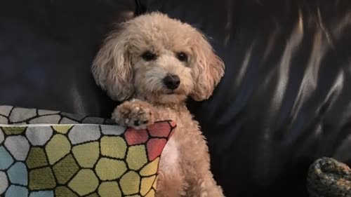 'A little princess': Meet Maci, the 1st Canadian dog to test positive for COVID-19