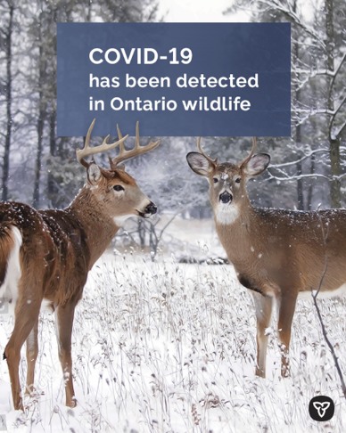 https://www.canada.ca/en/public-health/services/diseases/2019-novel-coronavirus-infection/prevention-risks/animals-covid-19.html