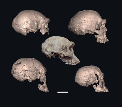 http://humanorigins.si.edu/research/whats-hot-human-origins/complete-skull-dmanisi