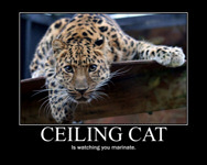 ceiling_catt.jpg