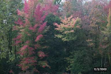 Fall colors in Bannockburn