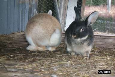 Butterscotch and Toby the rabbits.