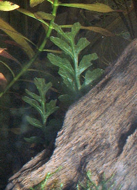 Java moss, Bolbitis fern on aquarium driftwood