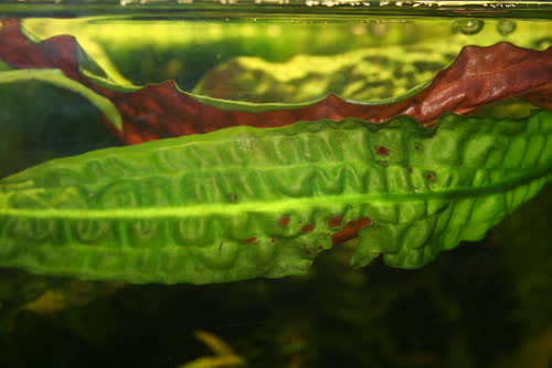 Cryptocoryne usteriana 'Marco' from Kai Witte in Germany