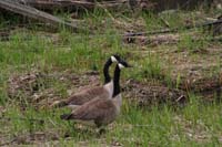 Canada geese.