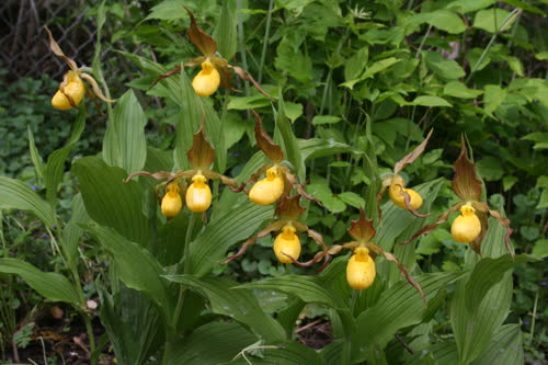 Yellow lady slipper orchids.