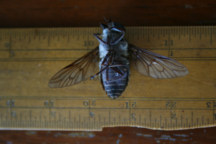 The giant horse fly.