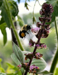 bumblebee_vietnmese-basil-1t.jpg