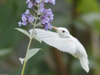 albino_hummingbirdt.jpg