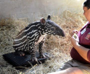 tapirt.jpg