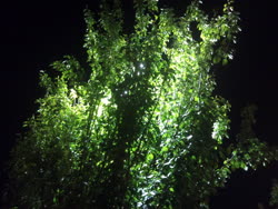 poplar-nightt.jpg