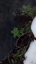 snow-plantt.jpg