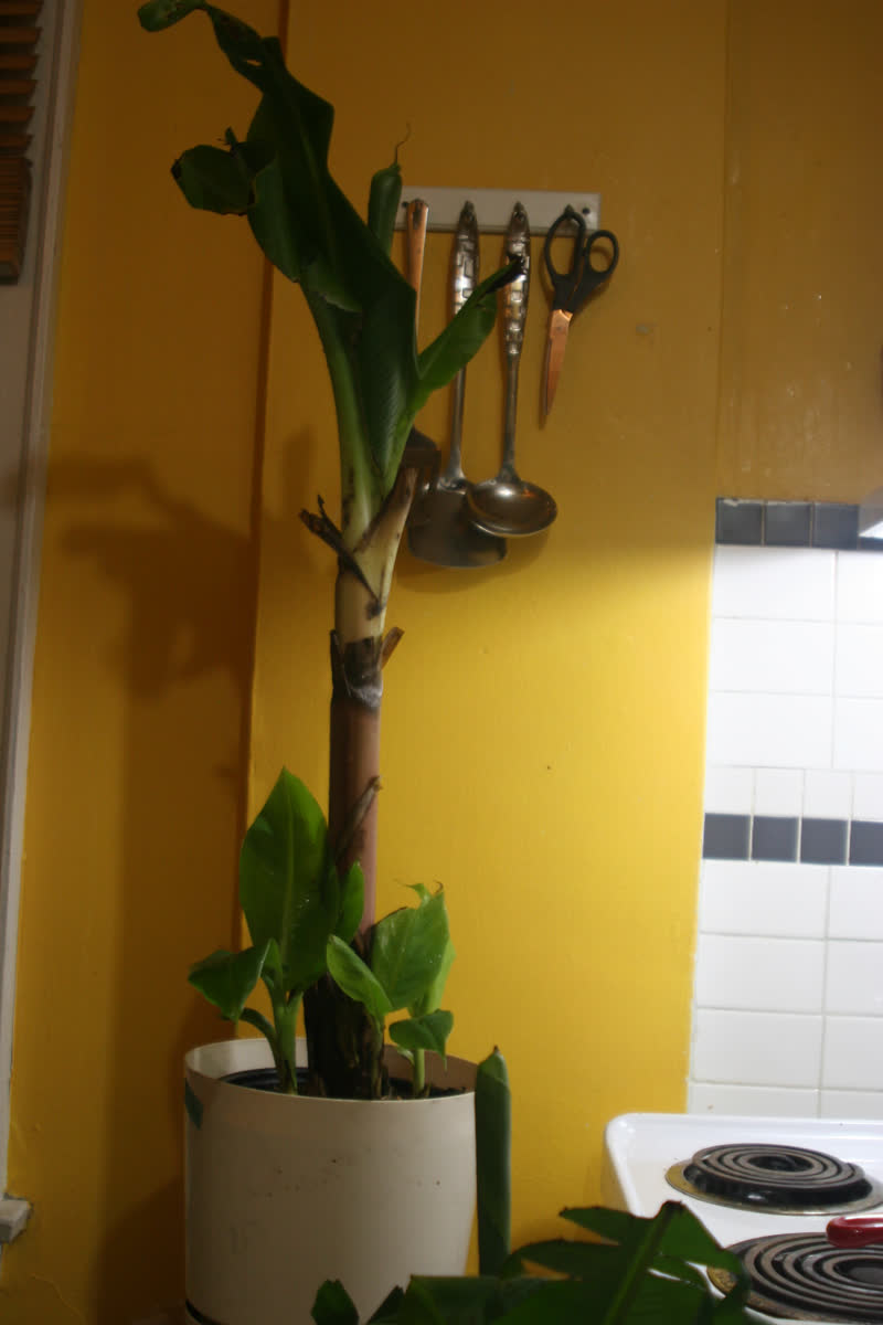 Our kitchen as Banana factory.