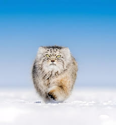 01-0-Copr_2024-Unknown-Pallas_Cat_In_Ulanbatar_Mongoliat.jpg