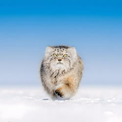 Pallas Cat