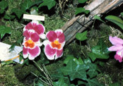southern_ontario_orchid_society_show-8_1992x.jpg