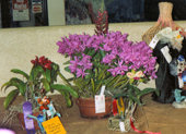 southern_ontario_orchid_society_show-b_1992x.jpg