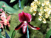 southern_ontario_orchid_society_show-c_1992x.jpg