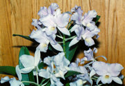 southern_ontario_orchid_society_show-d_1992x.jpg