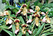 southern_ontario_orchid_society_show-h_1992x.jpg