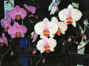 southern_ontario_orchid_society_show-j_1992x.jpg