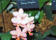 southern_ontario_orchid_society_show-o_1992x.jpg