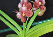 southern_ontario_orchid_society_show-r_1992x.jpg