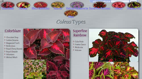 http://rs79.vrx.palo-alto.ca.us/interests/plants/tropical/coleus